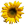 zonnebloemlogo van vormdeLight